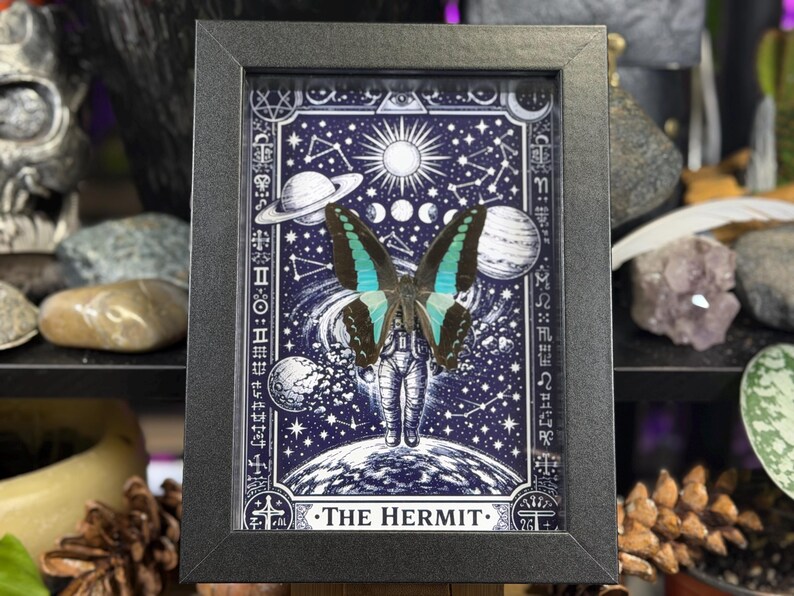 Blue Bottleneck “The Hermit Celestial Wanderer” Framed Specimen Art | Graphium sarpedon Tarot Decor bild 1