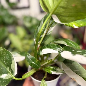 May include: A Philodendron White Wizard plant in a white pot, featuring variegated leaves with deep green and creamy white patches. The plant has multiple stems and broad, pointed foliage with distinct white margins and speckles throughout.