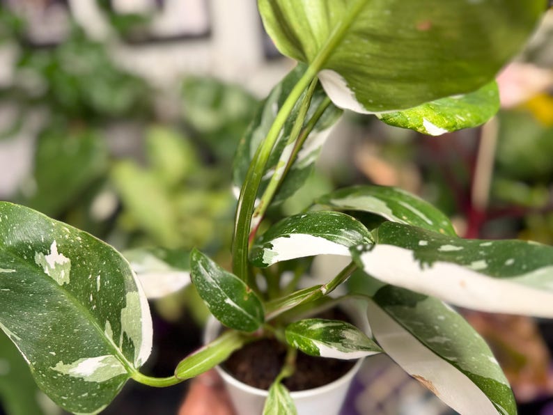 May include: A Philodendron White Wizard plant in a white pot, featuring variegated leaves with deep green and creamy white patches. The plant has multiple stems and broad, pointed foliage with distinct white margins and speckles throughout.
