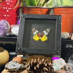 Puede incluir: Un esp&eacute;cimen de mariposa enmarcado con un marco negro adornado. La mariposa tiene marcas amarillas, rojas y blancas. El marco se exhibe en un caballete de madera, con una pi&ntilde;a y rocas en primer plano. El fondo incluye plantas y cristales.