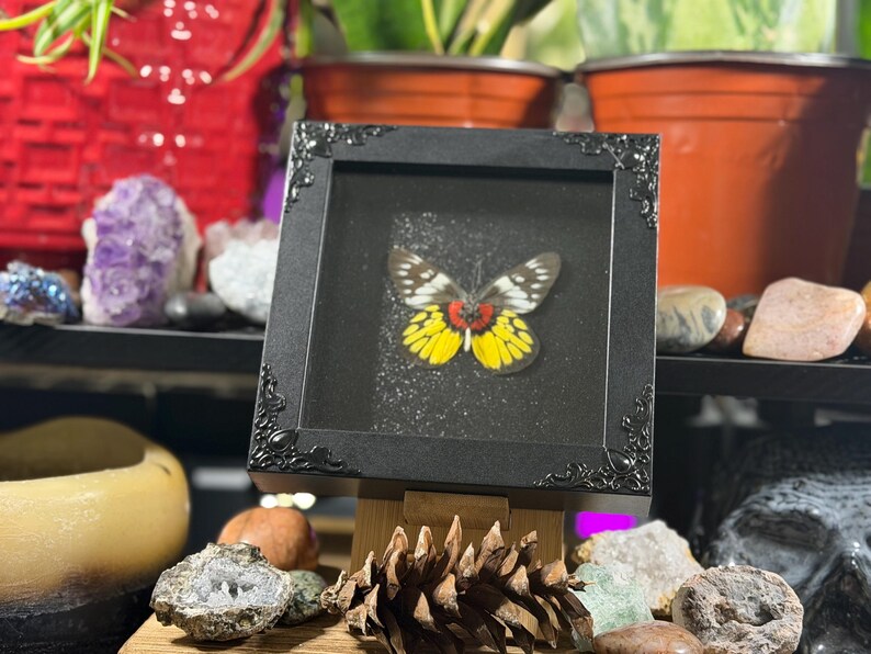 Puede incluir: Un esp&eacute;cimen de mariposa enmarcado con un marco negro adornado. La mariposa tiene marcas amarillas, rojas y blancas. El marco se exhibe en un caballete de madera, con una pi&ntilde;a y rocas en primer plano. El fondo incluye plantas y cristales.