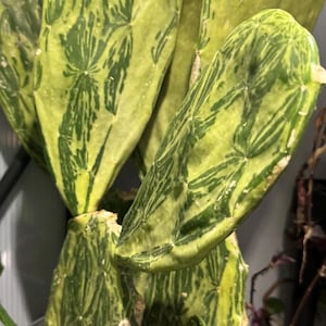 May include: A variegated prickly pear cactus with flat, paddle-shaped stems featuring a distinct marbled pattern of light lime green and deep forest green. The succulent pads have a smooth texture with small, scattered light-colored areoles.