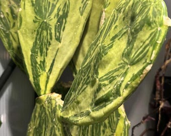 May include: A variegated prickly pear cactus with flat, paddle-shaped stems featuring a distinct marbled pattern of light lime green and deep forest green. The succulent pads have a smooth texture with small, scattered light-colored areoles.