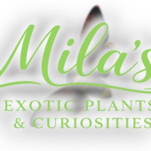 May include: The logo for Mila's Exotic Plants & Curiosities features the name "Mila's" in a flowing, light green script. Below, the business name is in a sans-serif font. A blurred image of a flower is in the background.