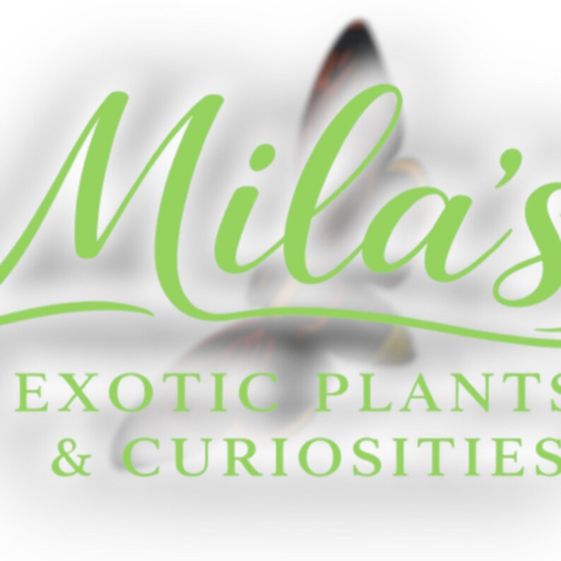 May include: The logo for Mila's Exotic Plants & Curiosities features the name "Mila's" in a flowing, light green script. Below, the business name is in a sans-serif font. A blurred image of a flower is in the background.