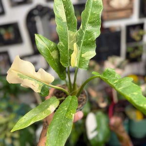 K&ouml;nnte beinhalten: Eine Philodendron Ring of Fire Pflanze mit l&auml;nglichen, gezackten Bl&auml;ttern, die panaschierte Muster in Dunkelgr&uuml;n, Limettengr&uuml;n und Cremewei&szlig; aufweisen. Die Pflanze steht in einem kleinen Topf und zeigt eine Mischung aus reifen und neuen Bl&auml;ttern.