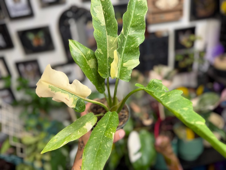 K&ouml;nnte beinhalten: Eine Philodendron Ring of Fire Pflanze mit l&auml;nglichen, gezackten Bl&auml;ttern, die panaschierte Muster in Dunkelgr&uuml;n, Limettengr&uuml;n und Cremewei&szlig; aufweisen. Die Pflanze steht in einem kleinen Topf und zeigt eine Mischung aus reifen und neuen Bl&auml;ttern.