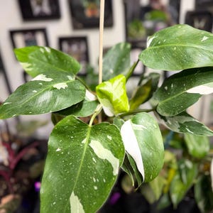 May include: A Philodendron White Princess plant featuring pointed, glossy green leaves with distinct white variegation and speckles. The plant has a central light green new leaf emerging and is supported by a thin wooden stake for vertical growth.