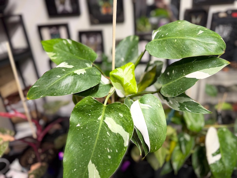 May include: A Philodendron White Princess plant featuring pointed, glossy green leaves with distinct white variegation and speckles. The plant has a central light green new leaf emerging and is supported by a thin wooden stake for vertical growth.