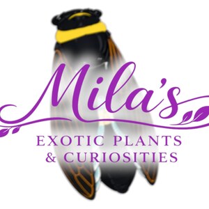 Pode incluir: Logotipo para "Mila's Exotic Plants & Curiosities" com um desenho de cigarra e texto roxo. A cigarra &eacute; preta com detalhes amarelos e laranja. O texto &eacute; em it&aacute;lico.