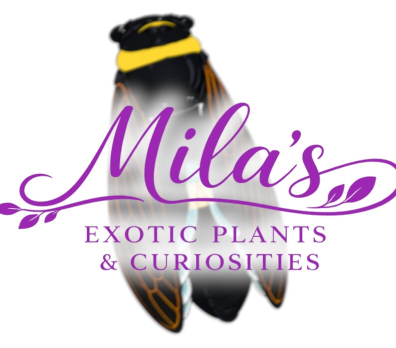 Pode incluir: Logotipo para "Mila's Exotic Plants & Curiosities" com um desenho de cigarra e texto roxo. A cigarra &eacute; preta com detalhes amarelos e laranja. O texto &eacute; em it&aacute;lico.