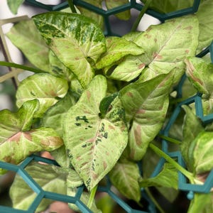 May include: A Syngonium plant with variegated arrow-shaped leaves featuring shades of light green, cream, and soft pink spots. The plant is supported by a dark teal plastic trellis with a geometric honeycomb pattern that frames the foliage.
