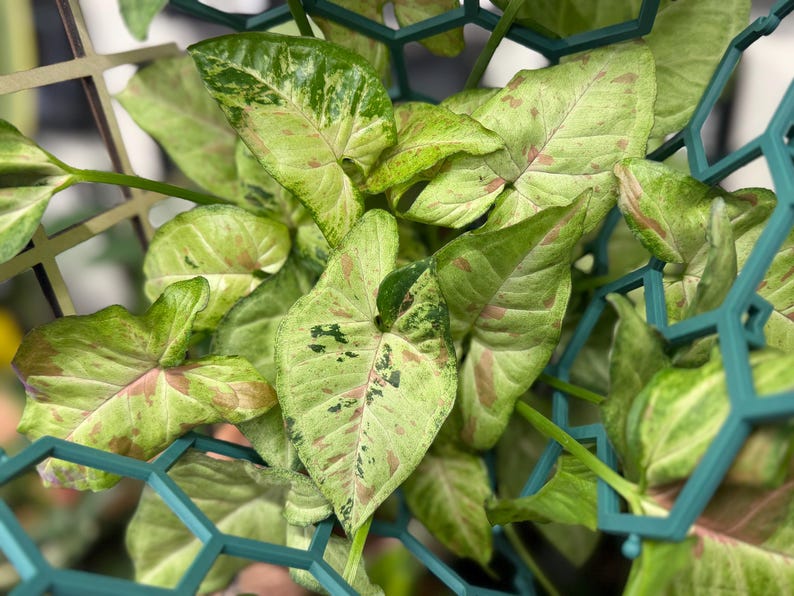May include: A Syngonium plant with variegated arrow-shaped leaves featuring shades of light green, cream, and soft pink spots. The plant is supported by a dark teal plastic trellis with a geometric honeycomb pattern that frames the foliage.