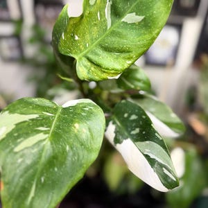 May include: A Philodendron White Wizard plant featuring glossy, heart-shaped leaves with distinct variegation. The foliage displays a mix of deep green, light green, and creamy white patches, with some leaves showing significant white sectoral patterns.