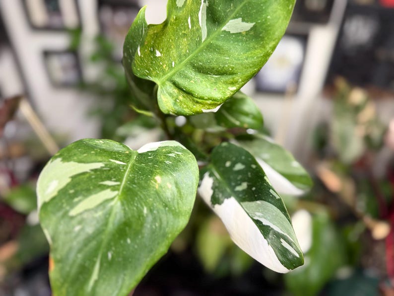 May include: A Philodendron White Wizard plant featuring glossy, heart-shaped leaves with distinct variegation. The foliage displays a mix of deep green, light green, and creamy white patches, with some leaves showing significant white sectoral patterns.