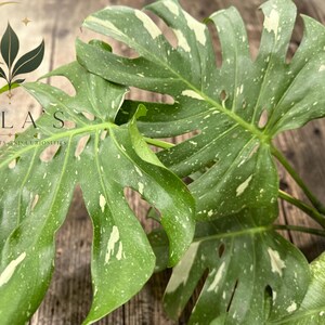 May include: A Monstera plant with large, fenestrated green leaves featuring white variegation and speckles. The plant displays a logo with a crescent moon and leaves above the text MILA'S EXOTIC PLANTS AND CURIOSITIES in the upper left corner.
