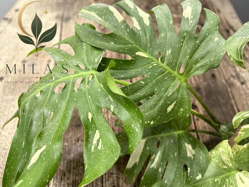 May include: A Monstera plant with large, fenestrated green leaves featuring white variegation and speckles. The plant displays a logo with a crescent moon and leaves above the text MILA'S EXOTIC PLANTS AND CURIOSITIES in the upper left corner.