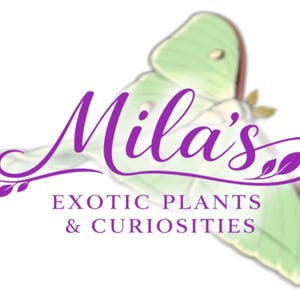 May include: Logo for Mila's Exotic Plants & Curiosities. The logo features the name "Mila's" in a stylized purple script, with a green moth graphic. The text "EXOTIC PLANTS & CURIOSITIES" is below in purple.