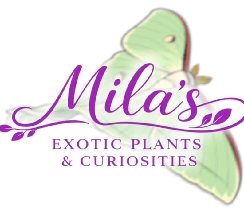 May include: Logo for Mila's Exotic Plants & Curiosities. The logo features the name "Mila's" in a stylized purple script, with a green moth graphic. The text "EXOTIC PLANTS & CURIOSITIES" is below in purple.