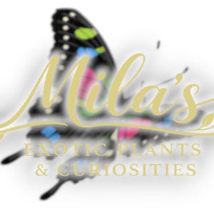 May include: A logo featuring a butterfly design with the text "Mila's Exotic Plants & Curiosities". The butterfly has black, blue, green, and pink accents. The text is in a gold script font.