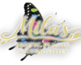 Puede incluir: Un logotipo con un diseño de mariposa y el texto "Mila's Exotic Plants & Curiosities". La mariposa tiene detalles en negro, azul, verde y rosa. El texto es dorado.