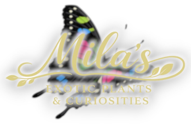 Puede incluir: Un logotipo con un dise&ntilde;o de mariposa y el texto "Mila's Exotic Plants & Curiosities". La mariposa tiene detalles en negro, azul, verde y rosa. El texto es dorado.