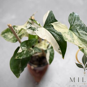 May include: A Syngonium podophyllum plant with variegated arrow-shaped leaves featuring patches of dark green, light green, and creamy white. The plant is supported by a thin wooden stake and includes a logo with the text MILA'S EXOTIC PLANTS AND CURIOSITIES.