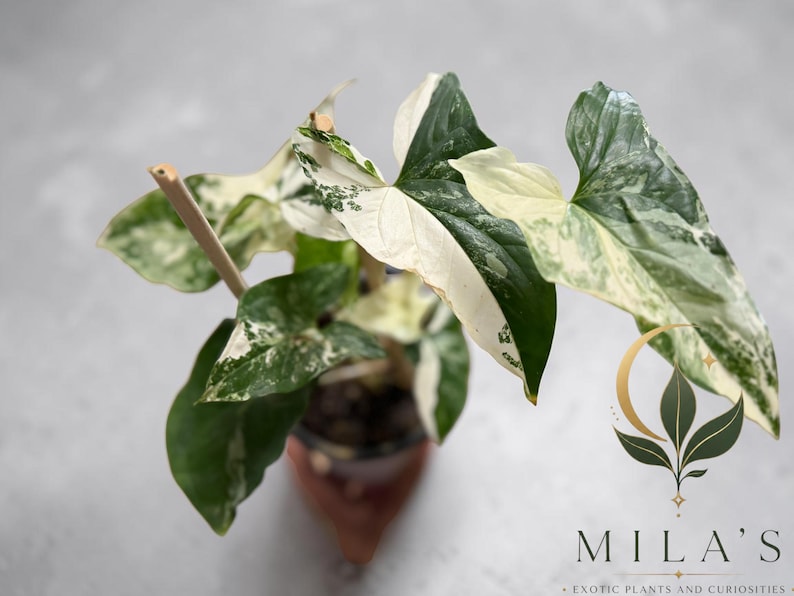 May include: A Syngonium podophyllum plant with variegated arrow-shaped leaves featuring patches of dark green, light green, and creamy white. The plant is supported by a thin wooden stake and includes a logo with the text MILA'S EXOTIC PLANTS AND CURIOSITIES.