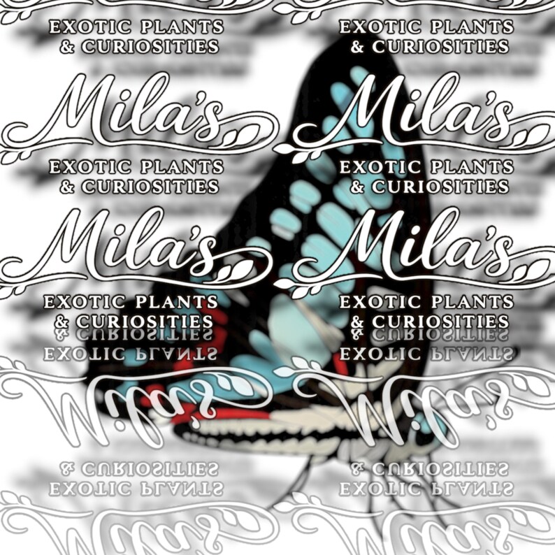 May include: A butterfly with black, blue, and red wings is featured in this image. The butterfly is set against a white background with the text "Mila's Exotic Plants & Curiosities" in a decorative font.