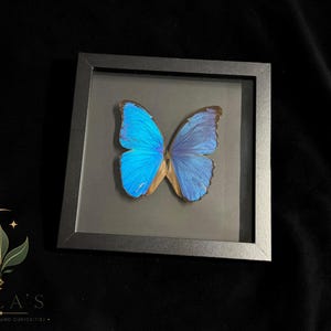 Puede incluir: Un esp&eacute;cimen de mariposa Morpho azul brillante exhibido dentro de un marco cuadrado negro. La mariposa presenta alas iridiscentes con bordes de color marr&oacute;n oscuro. El marco incluye un frente de vidrio transparente y un fondo gris oscuro.