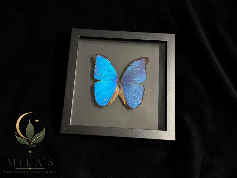 Puede incluir: Un esp&eacute;cimen de mariposa Morpho azul brillante exhibido dentro de un marco cuadrado negro. La mariposa presenta alas iridiscentes con bordes de color marr&oacute;n oscuro. El marco incluye un frente de vidrio transparente y un fondo gris oscuro.
