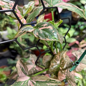 May include: A Syngonium plant with variegated arrow-shaped leaves featuring shades of dark green, light green, and soft pink. The plant is supported by a black plastic hexagonal grid trellis, with the stems woven through the geometric openings.