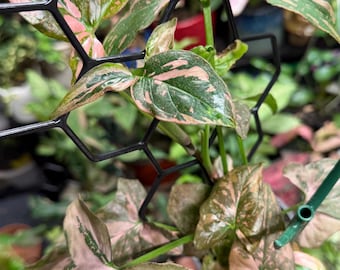 May include: A Syngonium plant with variegated arrow-shaped leaves featuring shades of dark green, light green, and soft pink. The plant is supported by a black plastic hexagonal grid trellis, with the stems woven through the geometric openings.