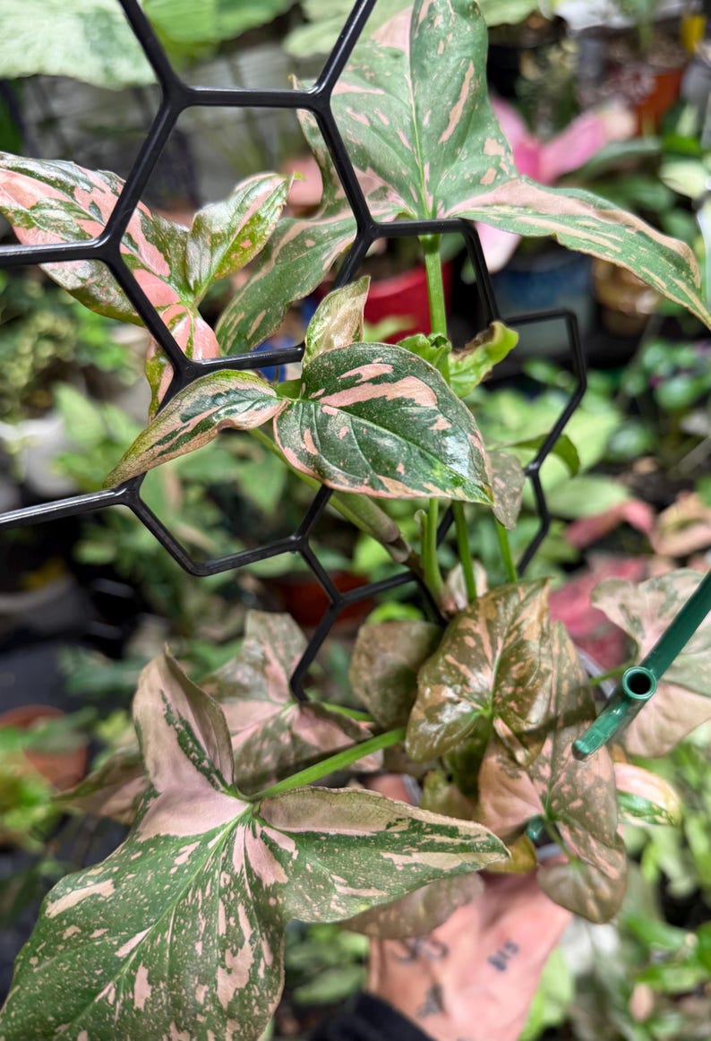 May include: A Syngonium plant with variegated arrow-shaped leaves featuring shades of dark green, light green, and soft pink. The plant is supported by a black plastic hexagonal grid trellis, with the stems woven through the geometric openings.