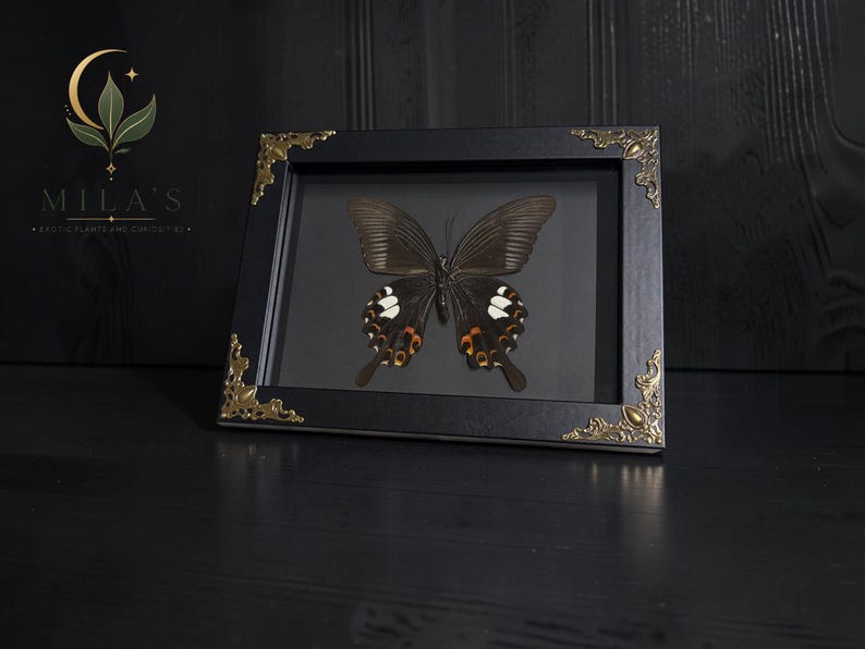 Op de afbeelding: Een zwarte rechthoekige lijst met een geprepareerd vlinderspecimen met donkerbruine vleugels, witte vlekken en oranje accenten. De lijst is voorzien van sierlijke goudkleurige metalen hoekstukken. De tekst MILA'S EXOTIC PLANTS AND CURIOSITIES is zichtbaar.