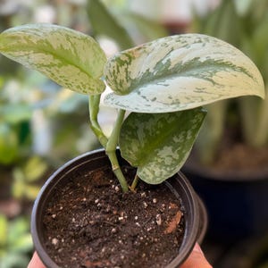 May include: A small potted Scindapsus pictus plant featuring heart-shaped leaves with variegated patterns of dark green and silvery-grey. The plant is rooted in dark potting soil contained within a simple black plastic nursery pot.