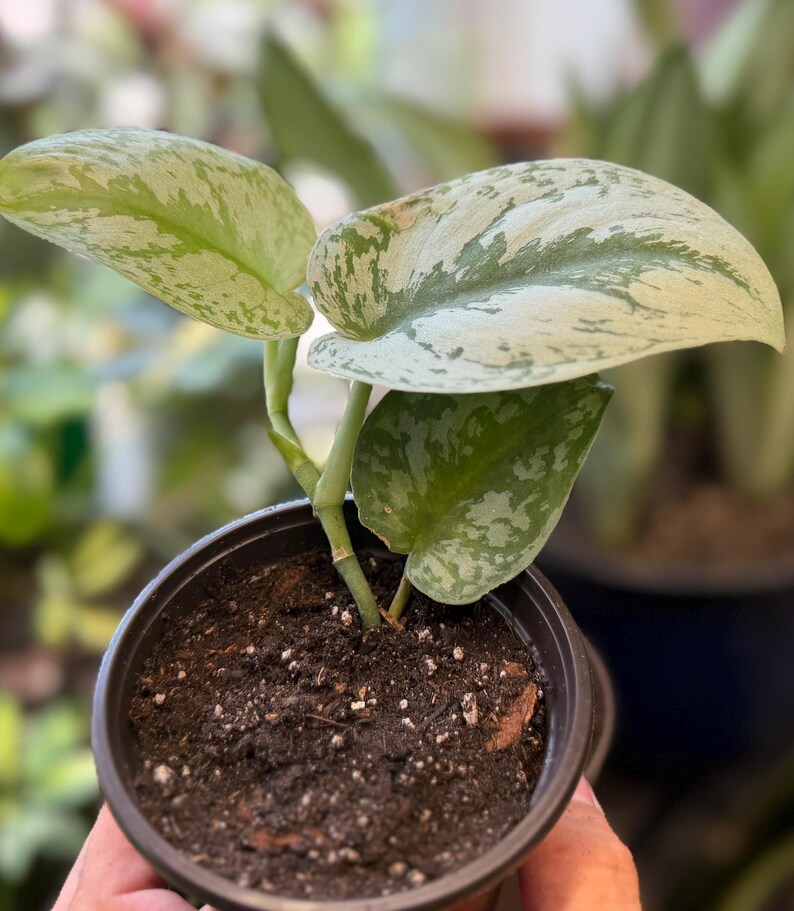 May include: A small potted Scindapsus pictus plant featuring heart-shaped leaves with variegated patterns of dark green and silvery-grey. The plant is rooted in dark potting soil contained within a simple black plastic nursery pot.