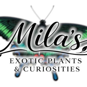 以下が含まれることがあります： Mila's Exotic Plants & Curiositiesのロゴ。緑と黒の羽を持つ蝶のデザインで、優雅な筆記体で会社名が書かれています。「EXOTIC PLANTS & CURIOSITIES」のテキストが名前の下にあります。