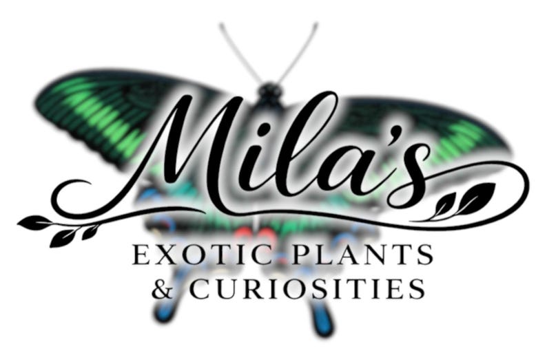 以下が含まれることがあります： Mila's Exotic Plants & Curiositiesのロゴ。緑と黒の羽を持つ蝶のデザインで、優雅な筆記体で会社名が書かれています。「EXOTIC PLANTS & CURIOSITIES」のテキストが名前の下にあります。