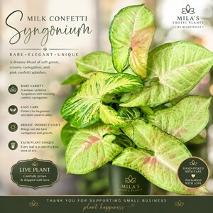 May include: A Milk Confetti Syngonium plant in a dark pot with arrow-shaped leaves featuring light green, creamy white, and pink speckled variegation. The image includes text: Milk Confetti Syngonium, Mila's Exotic Plants, Live Plant, and care tips.
