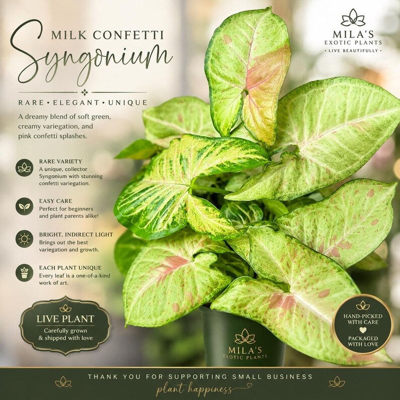 May include: A Milk Confetti Syngonium plant in a dark pot with arrow-shaped leaves featuring light green, creamy white, and pink speckled variegation. The image includes text: Milk Confetti Syngonium, Mila's Exotic Plants, Live Plant, and care tips.