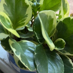 Pode incluir: Uma planta Peperomia obtusifolia variegata com folhas grossas, brilhantes e suculentas, apresentando um centro verde escuro e margens branco-creme. A planta est&aacute; num vaso com um padr&atilde;o xadrez azul e branco vis&iacute;vel na base.