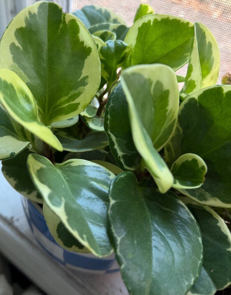Pode incluir: Uma planta Peperomia obtusifolia variegata com folhas grossas, brilhantes e suculentas, apresentando um centro verde escuro e margens branco-creme. A planta est&aacute; num vaso com um padr&atilde;o xadrez azul e branco vis&iacute;vel na base.