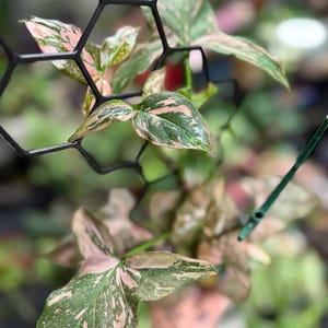May include: A Syngonium plant with variegated green and pink arrow-shaped leaves climbing a black plastic hexagonal trellis. The foliage displays a speckled pattern of light pink and dark green hues, with the plant stems secured to the structure.
