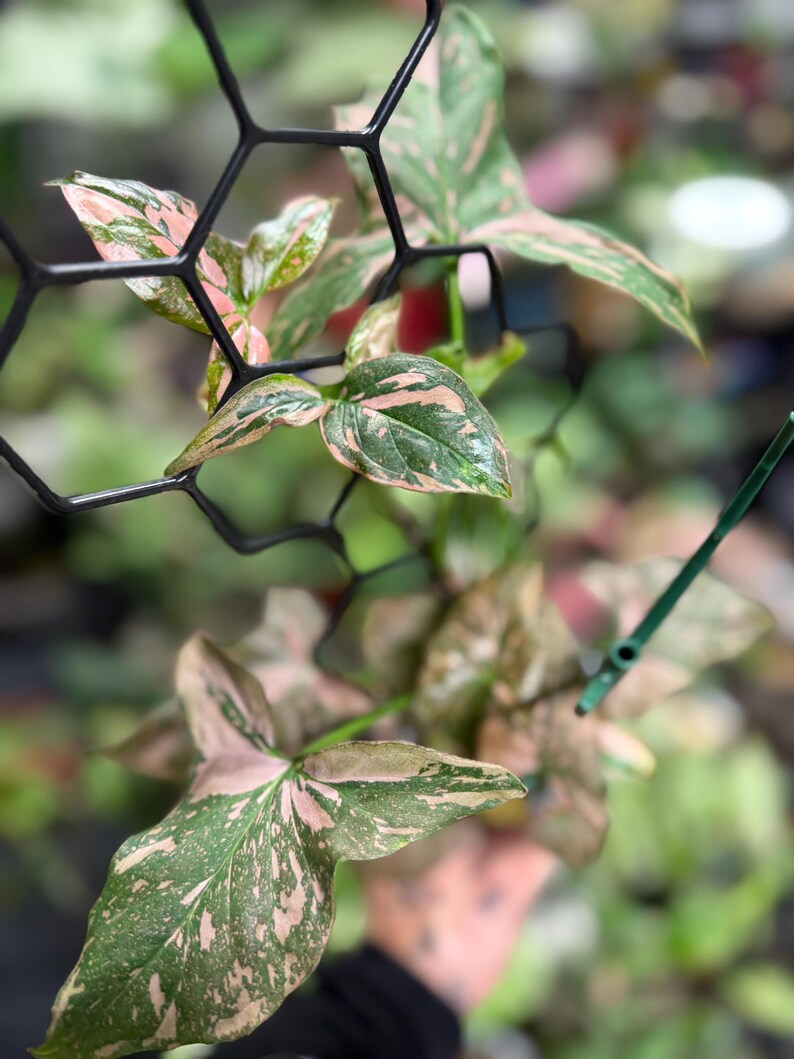 May include: A Syngonium plant with variegated green and pink arrow-shaped leaves climbing a black plastic hexagonal trellis. The foliage displays a speckled pattern of light pink and dark green hues, with the plant stems secured to the structure.
