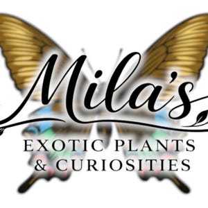 Alpine Black Swallowtail Pack 2 - 20 Image Clip Art - 300DPI - Digital Download - Papilio Maacki