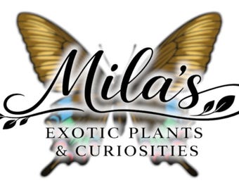 Puede incluir: Logotipo de "Mila's Exotic Plants & Curiosities" con un diseño de mariposa. Las alas de la mariposa son doradas y el texto está en cursiva. El texto incluye el nombre "Mila's" y la descripción del negocio.