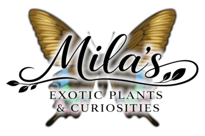 以下が含まれることがあります： 「Mila's Exotic Plants & Curiosities」のロゴ。蝶のデザインで、蝶の羽は金色、テキストは筆記体です。「Mila's」という名前とビジネスの説明が含まれています。