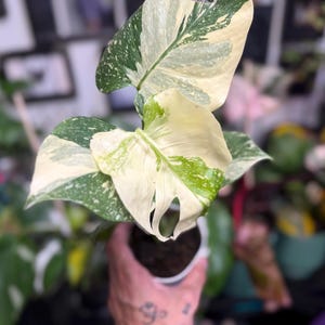 May include: A variegated Monstera plant featuring large, heart-shaped leaves with a distinct pattern of creamy white and deep green splashes. The foliage displays natural fenestrations and a marbled appearance, potted in a small container.