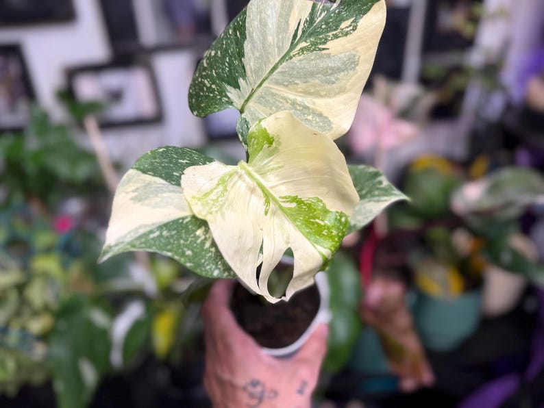 May include: A variegated Monstera plant featuring large, heart-shaped leaves with a distinct pattern of creamy white and deep green splashes. The foliage displays natural fenestrations and a marbled appearance, potted in a small container.